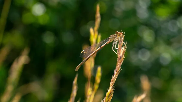Brown Hawker Dragonfly Blade Grass Close — Stock Photo, Image
