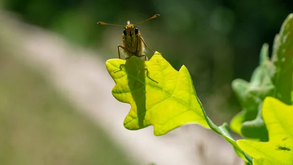 ツリー上のブラウン Nannoarctia Tripartita の写真 昆虫だ — ストック写真