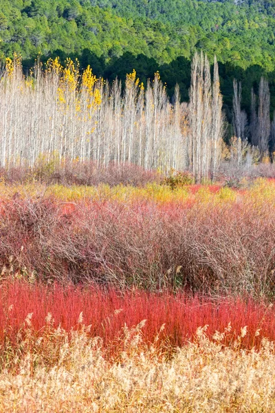 Autunno Paesaggio Colorato Campo Pioppi Vimini Rossi — Foto Stock