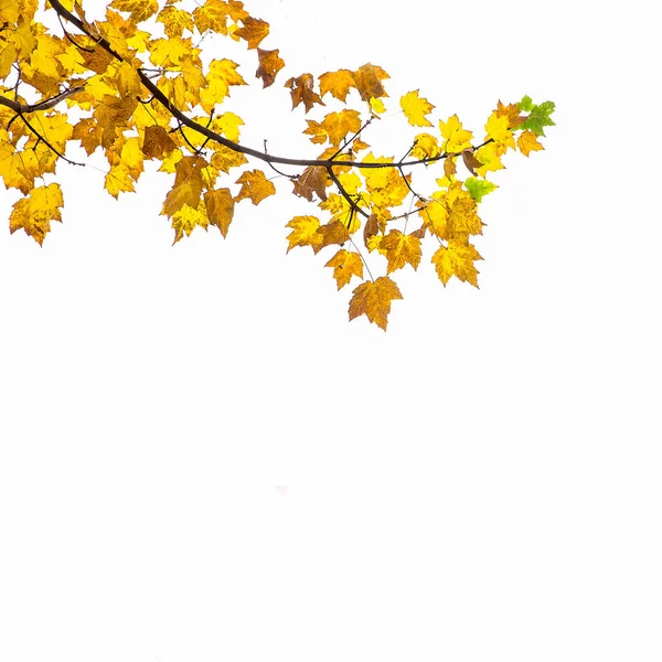 Autumn Leaves Shades Brown Yellow Green White Background Copy Space — Stock Photo, Image