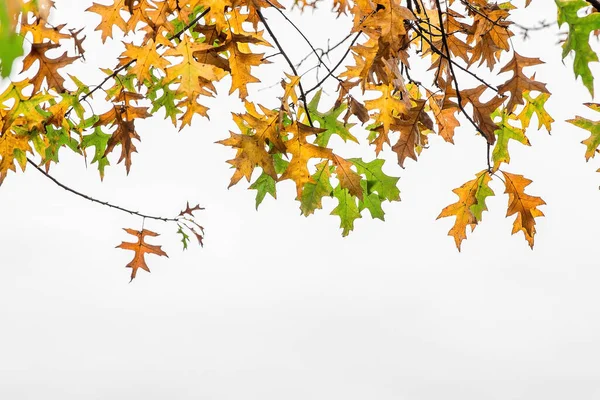 Autumn leaves in shades of brown, yellow and green on a white background. Copy space.
