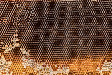 Çıkarma işleminden önce bal ve balmumu kalıntılarıyla dolu bir bal peteğinin yakın çekimi