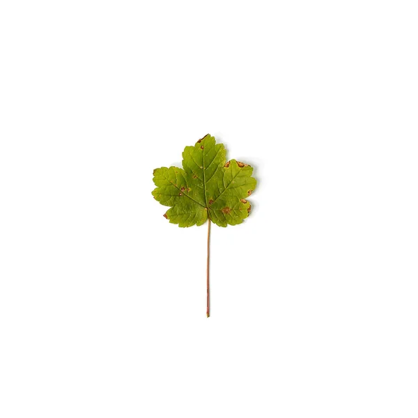 Grünes Ahornblatt Isoliert Auf Weißem Hintergrund — Stockfoto