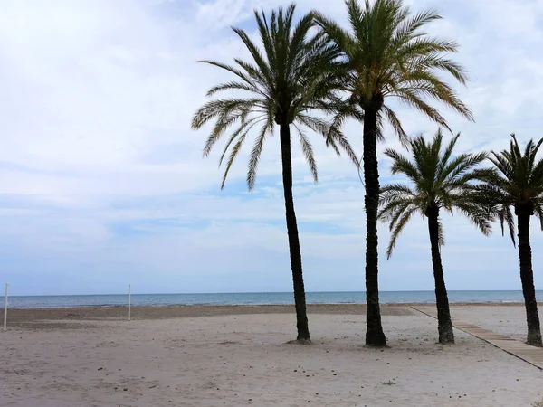 Palmeras Una Playa Vacía Mar Mediterráneo España —  Fotos de Stock