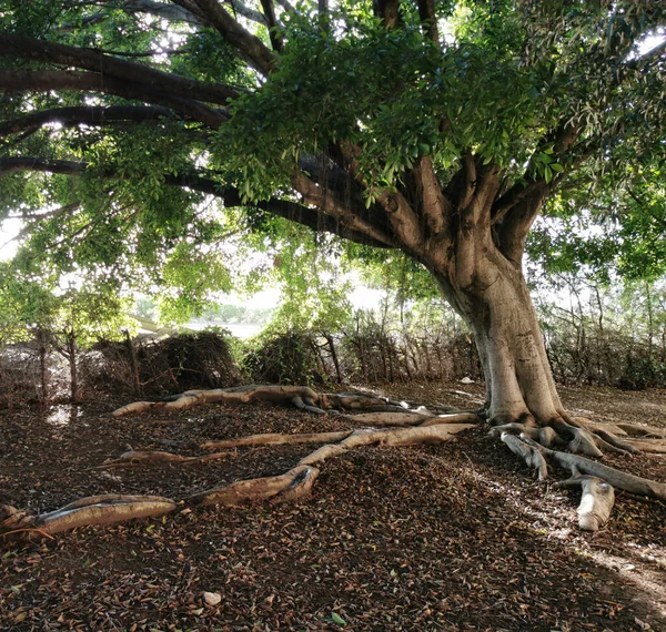 Tropischer Baum Park Mit Wurzeln Boden — Stockfoto