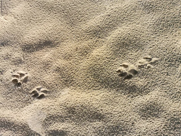 Pistas Perros Arena Playa Verano — Foto de Stock