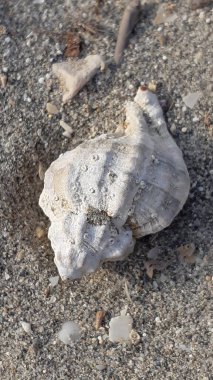 Rapana kabuğu Akdeniz 'in kumsalında, İspanya kıyılarında