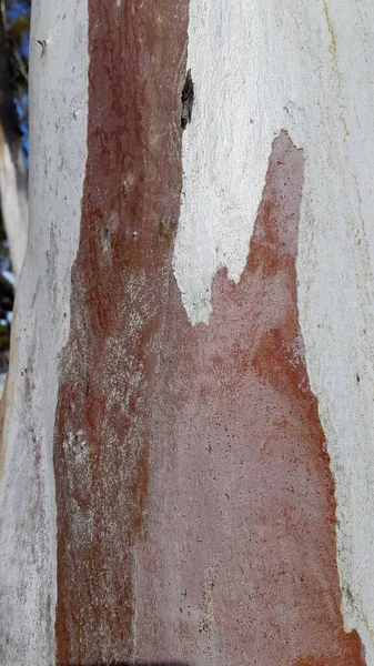 Guma Strom Eukalyptus Pro Pozadí — Stock fotografie