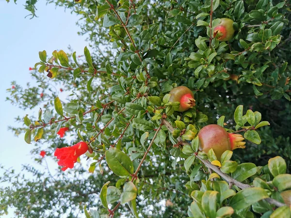 ザクロ果実緑 木の上で熟す 自然の中でエキゾチックな果物 — ストック写真