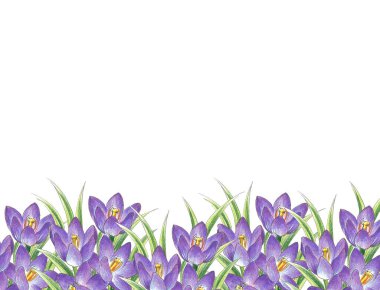 Yaprakların üzerinde çiy damlaları olan beyaz-mor timsahların bahar çiçekleri, metin için yer,