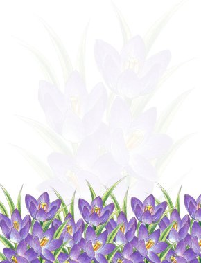 Yaprakların üzerinde çiy damlaları olan beyaz-mor timsahların bahar çiçekleri, metin için yer,