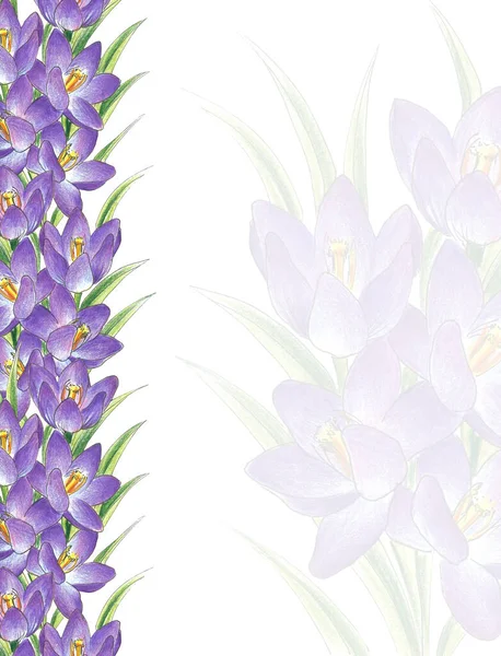 Spring Flowers White Purple Crocuses Dew Drops Petals Place Text — Stock Photo, Image