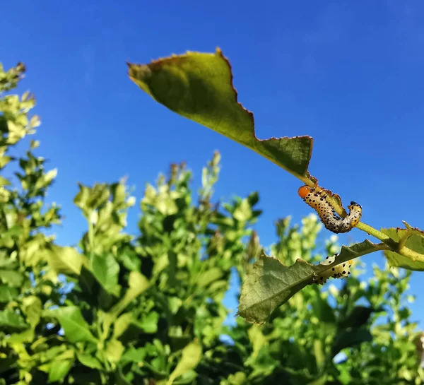 毛毛虫吃蓝天背景的叶子 — 图库照片