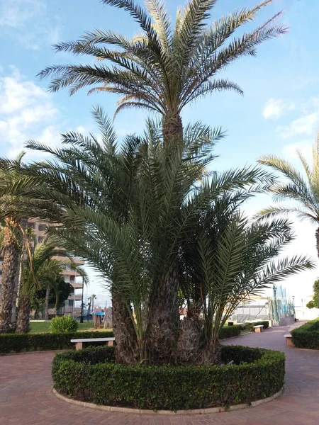 Palmboom Een Bloembed Stad Spanje — Stockfoto