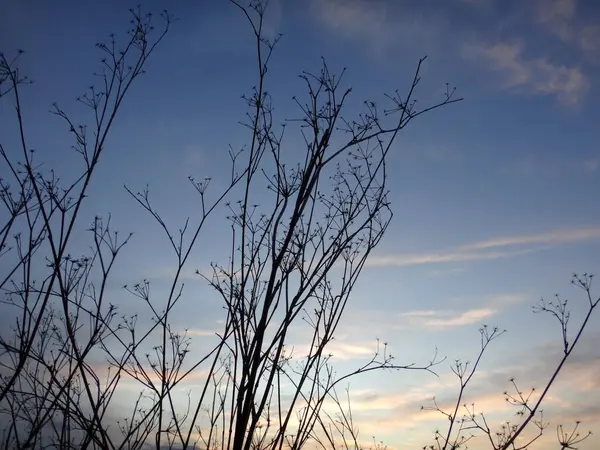 Silhouette Branches Plants Sunset Sky — Stock Photo, Image