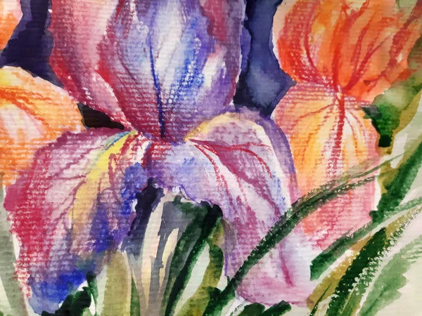 Multicolored Iris Illustration Watercolor Hand Painted — Stock Photo, Image