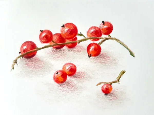 Currant Berries White Background Drawing Colored Pencils — Stock Photo, Image