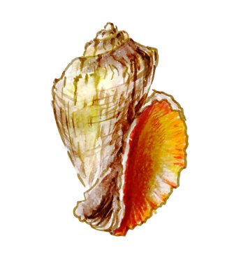 kabuk rengi kalemler izole edilmiş