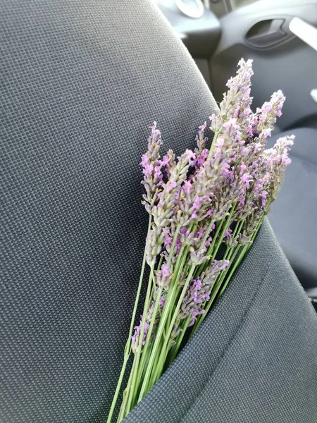 Bouquet Fragrant Lavender Interior Car Natural Aromatic Herbs — Stock Photo, Image