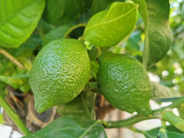 Limones Verdes Madurando Una Rama — Foto de Stock