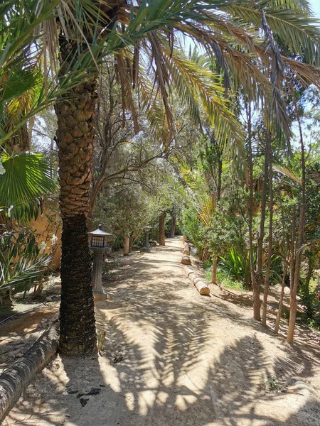 Green Park Road Path Palm Trees Alley Beauty Nature Landscape — Stock Photo, Image