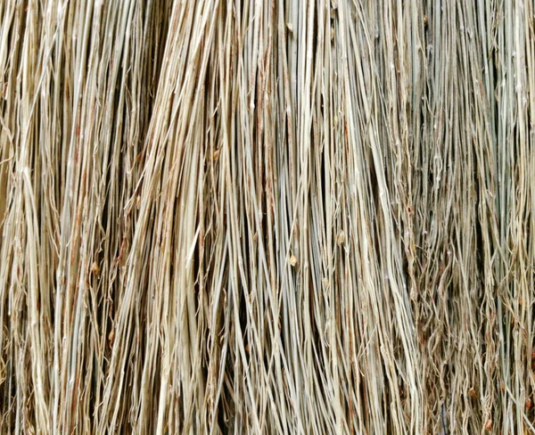 Close Dry Flower Grass Broom — Stock Photo, Image