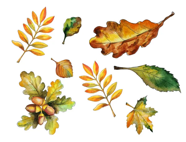 Veelkleurige Herfstbladeren Heldere Kleuren Aquarelverf Handwerk Geïsoleerd — Stockfoto