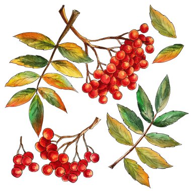 Olgun kırmızı böğürtlen suluboya ve sonbahar yaprakları, el boyası, izole et,