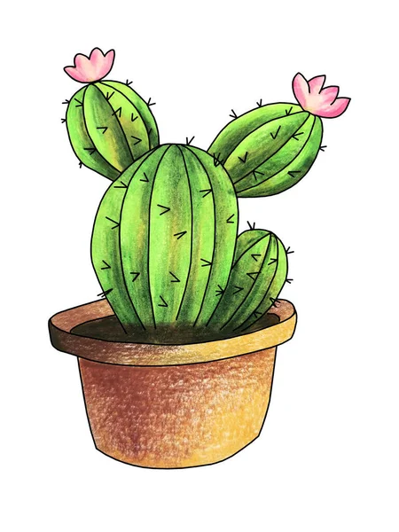 Cactus Una Pentola Disegno Matite Colorate Mano Schizzo Illustrazione — Foto Stock