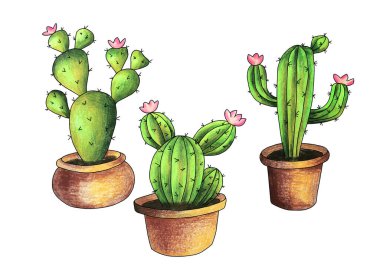 Tencerede kaktüs, el boyası kalemler, çizimler.