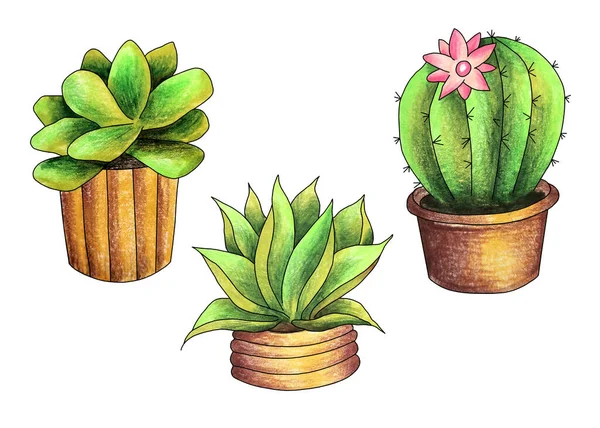 Cactus Una Pentola Disegno Matite Colorate Mano Schizzo Illustrazione — Foto Stock