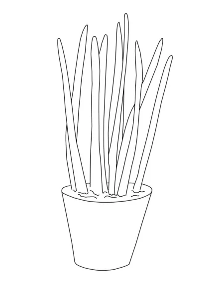 Planta Decorativa Sansevieria Cylindrica Lápices Color Dibujo Ilustración — Foto de Stock