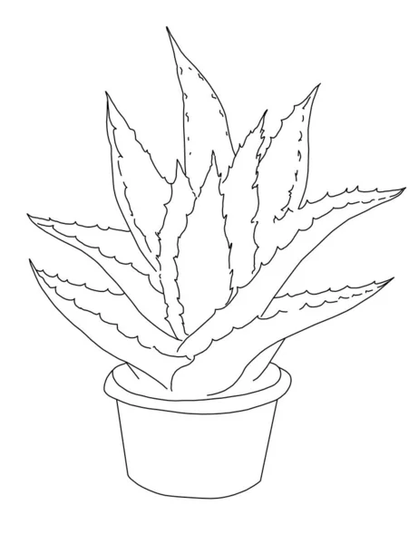 Aloe Vera Pianta Nel Vaso Illustrazione Disegno Colorare Pagina — Foto Stock