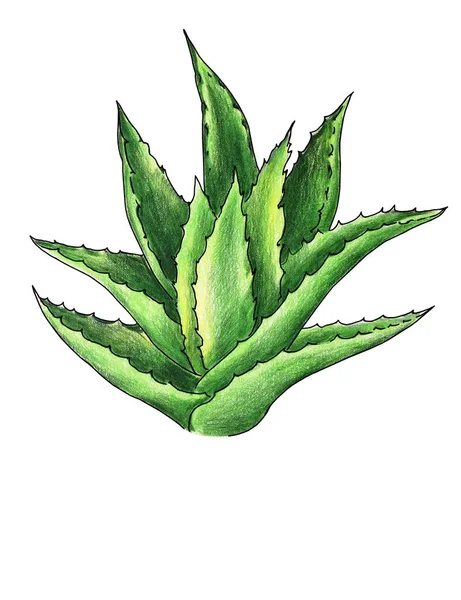 Aloe Vera Plant illustration drawing with coloring pencils