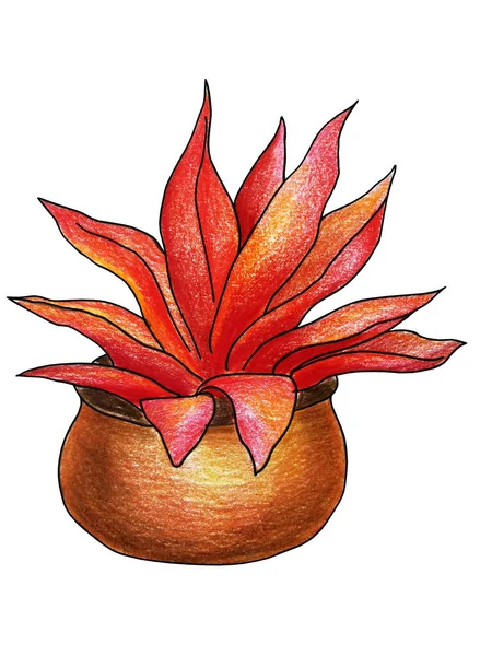 Decorative House Plant Succulent Color Pencils Drawing Illustration — Stock Photo, Image