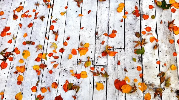 The magic of an urban fall leaf