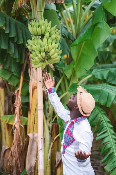 Африканський Фермер Стоїть Банановим Деревом Органічному Сільськогосподарському Господарстві Або Концепції — стокове фото