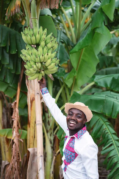 Agricoltore Africano Piedi Con Albero Banane Agricoltura Biologica — Foto Stock