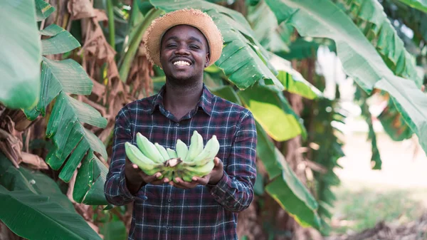 Afrikalı çiftçi elinde muzla organik çiftlikte gülümsüyor ve mutlu. Tarım veya tarım kavramı