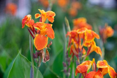 # Parkta güzel zambak #