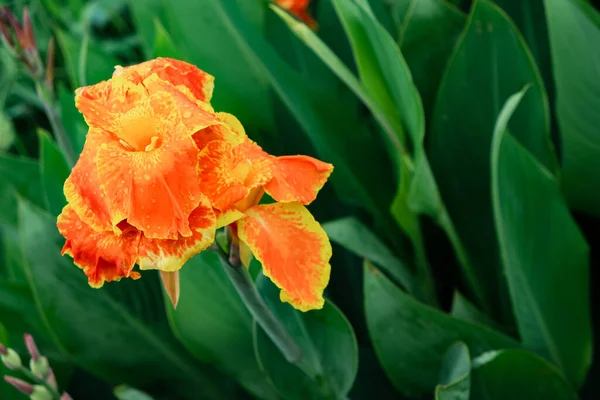 Beautiful Canna Lily Flower Park — Stock Photo, Image