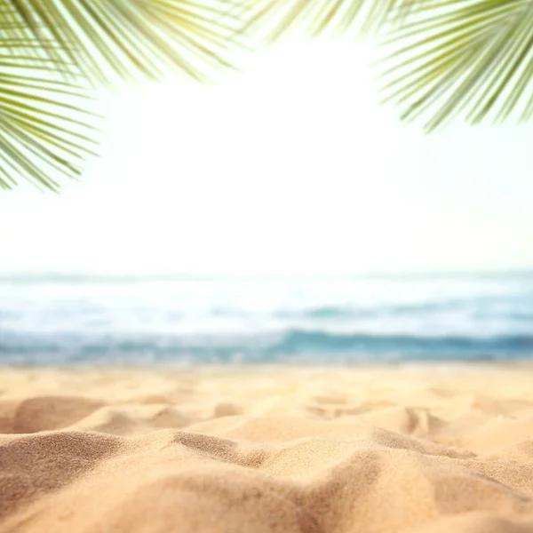 Hoja Palma Verde Sobre Playa Arena Tropical Con Fondo Marino — Foto de Stock