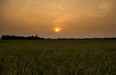 Hindistan, Assam 'daki Kaziranga Ulusal Parkı' nda Günbatımı veya Gün Doğumu Manzarası
