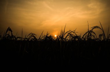 Bulutlu bir arka plan ile buğday tarlası ve gün doğumuyla kırsal alan. Peyzaj. 