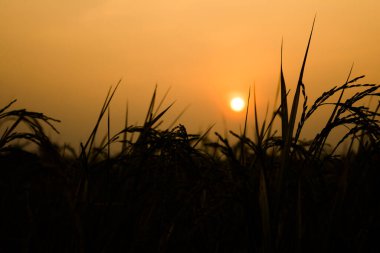 Bulutlu bir arka plan ile buğday tarlası ve gün doğumuyla kırsal alan. Peyzaj. 