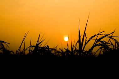 Bulutlu bir arka plan ile buğday tarlası ve gün doğumuyla kırsal alan. Peyzaj. 