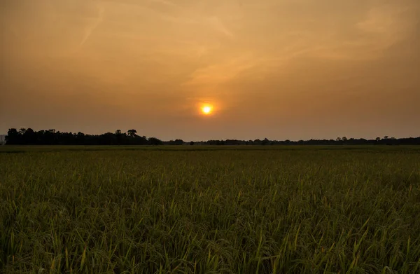 Zachód Słońca Lub Wschód Słońca Widok Kaziranga National Park Assam — Zdjęcie stockowe