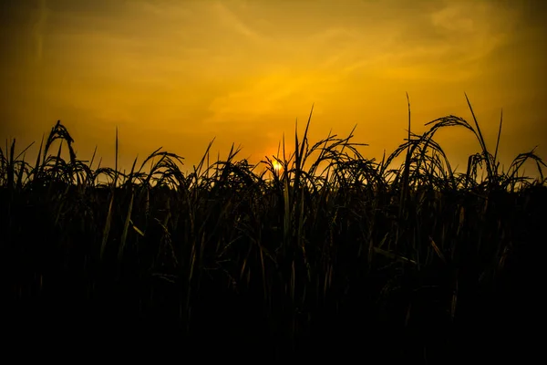 Paisaje Rural Con Campo Trigo Amanecer Con Fondo Nublado Paisaje — Foto de Stock