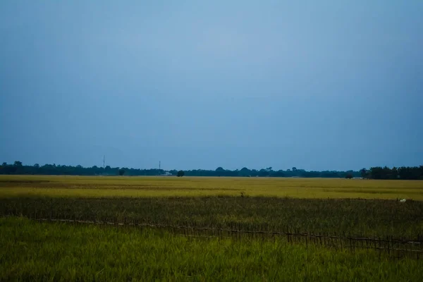 Сільський Пейзаж Полем Пшениці Сходу Сонця Похмурим Фоном Неба Ландшафтний — стокове фото