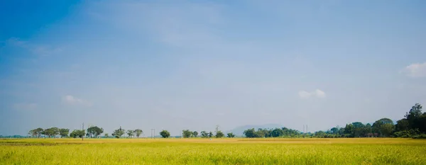 小麦のフィールドと曇りの空の背景と日の出と農村風景 — ストック写真